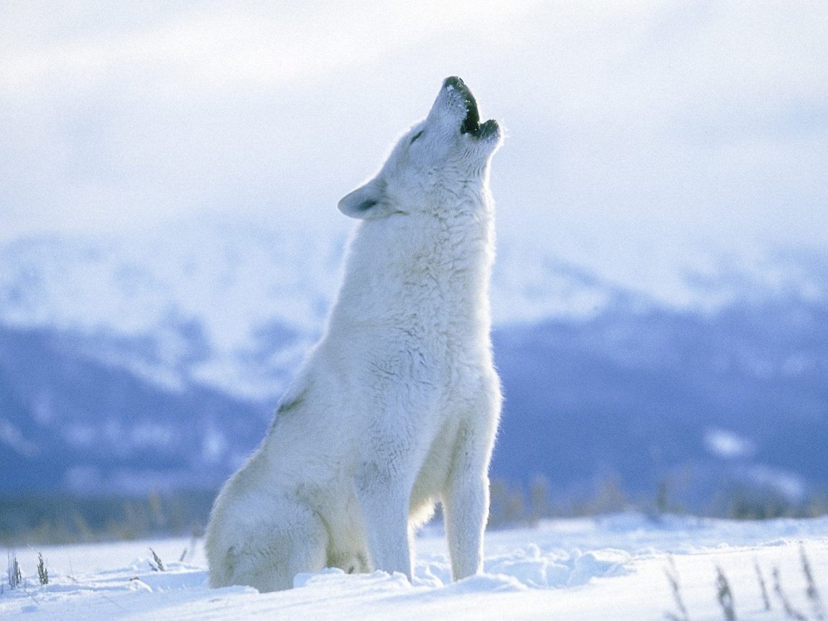 ФОТО: Арктический волк 10