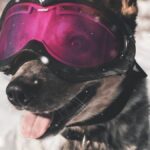 ФОТО: Собака на сноуборде 9