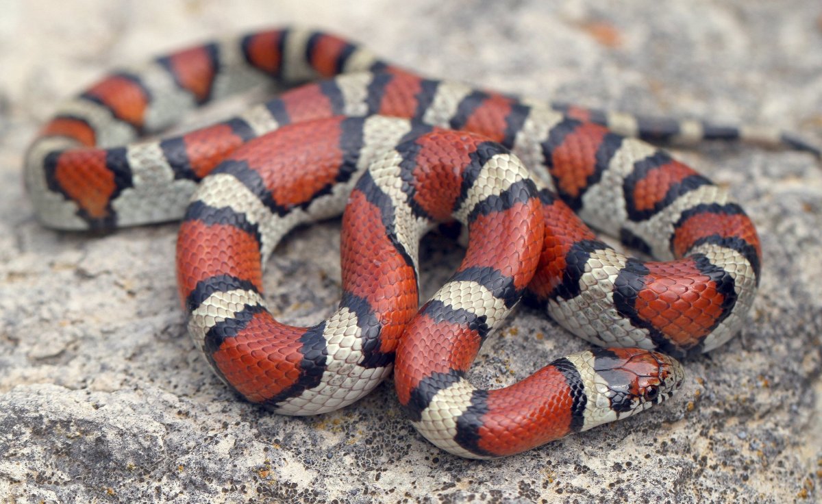 ФОТО: Калифорнийская Королевская змея 7