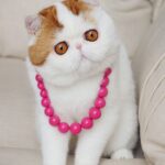 Японская кошка - красивые фото 14 тату