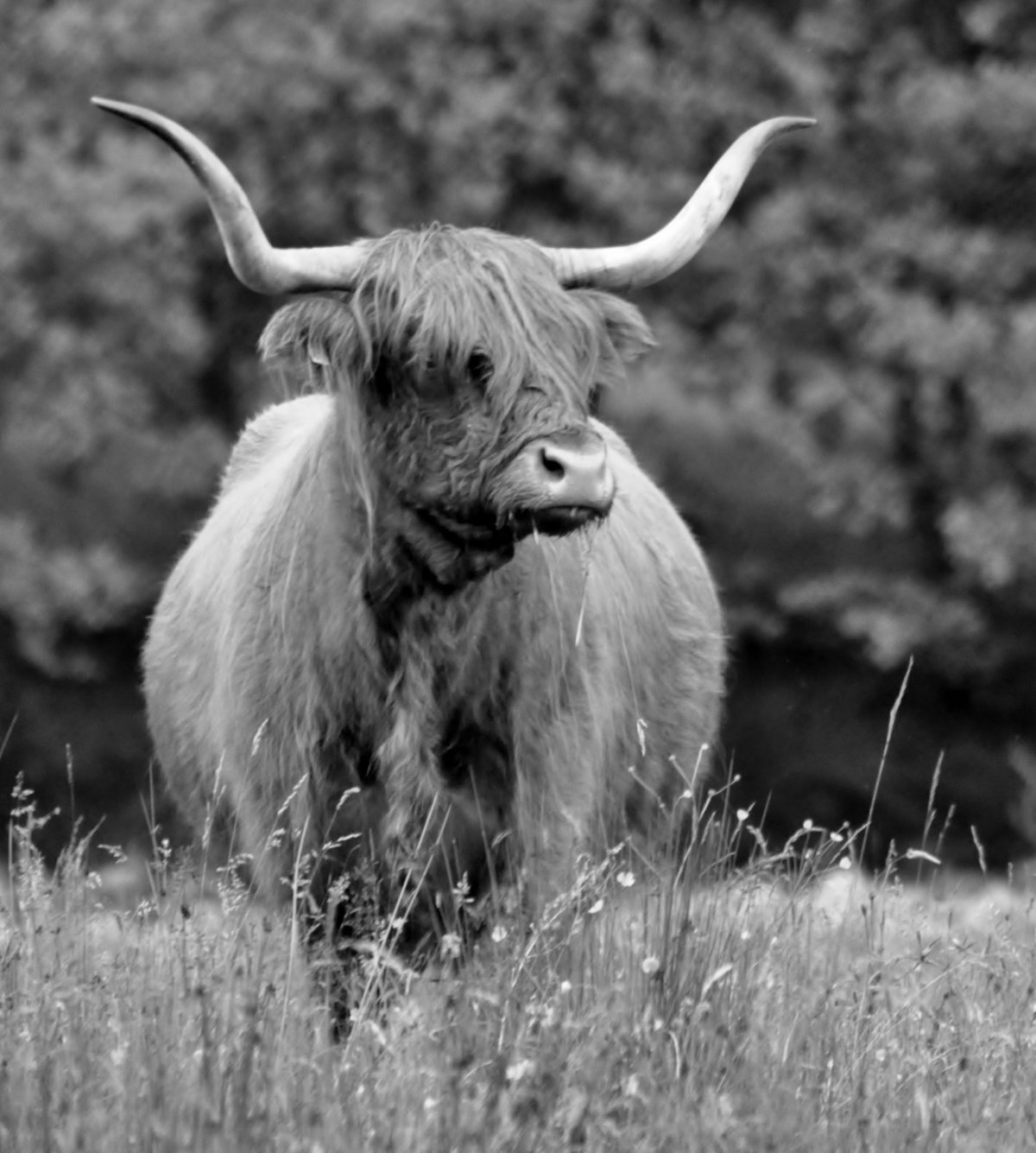 ФОТО: Серебристый бык 10