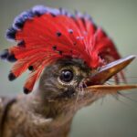 ФОТО: Самые необычные птицы в мире 36 Девушки с красивыми длинными ногами