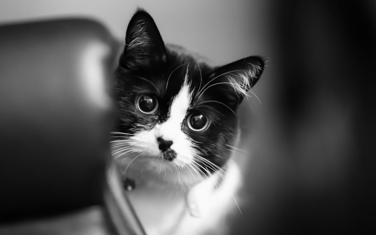 ФОТО: Черно белая кошка 5
