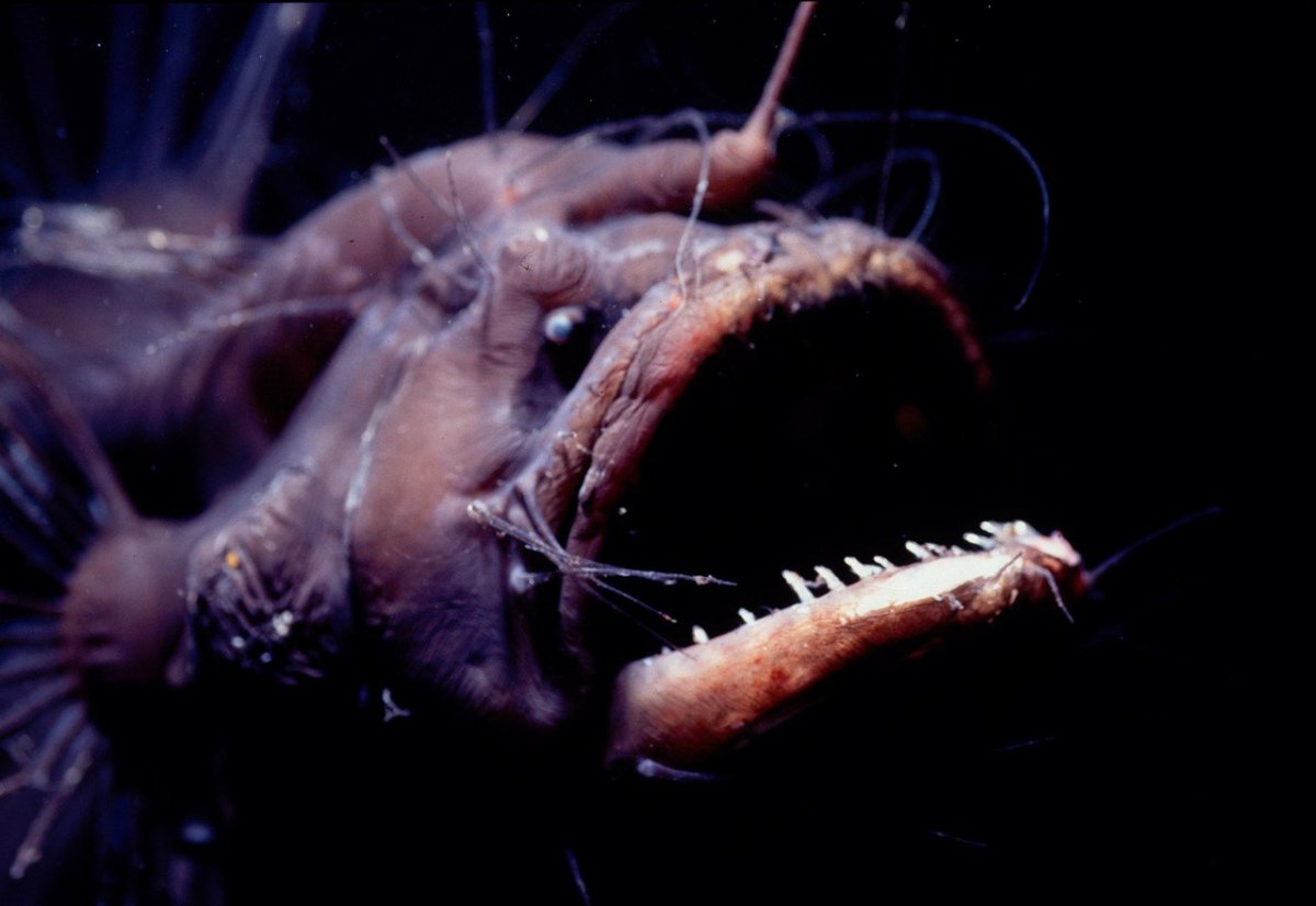 ФОТО: Глубоководные рыбы монстры 10