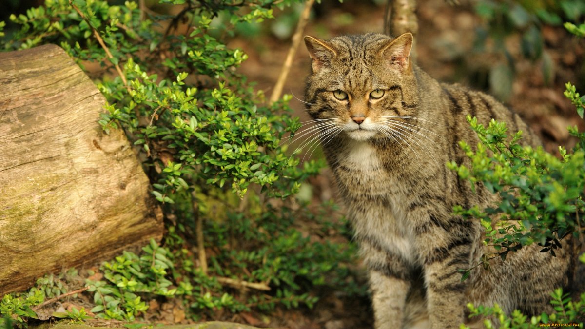 ФОТО: Лесной дикий кот 10