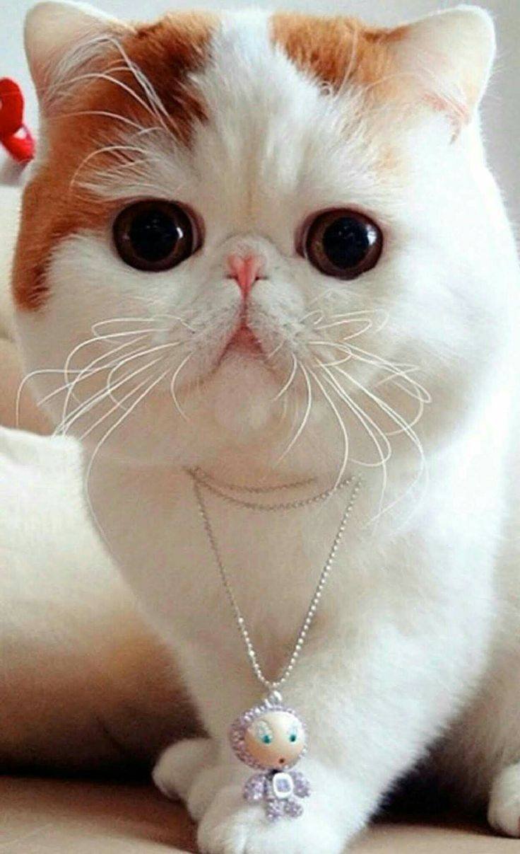 ФОТО: Японская кошка 3