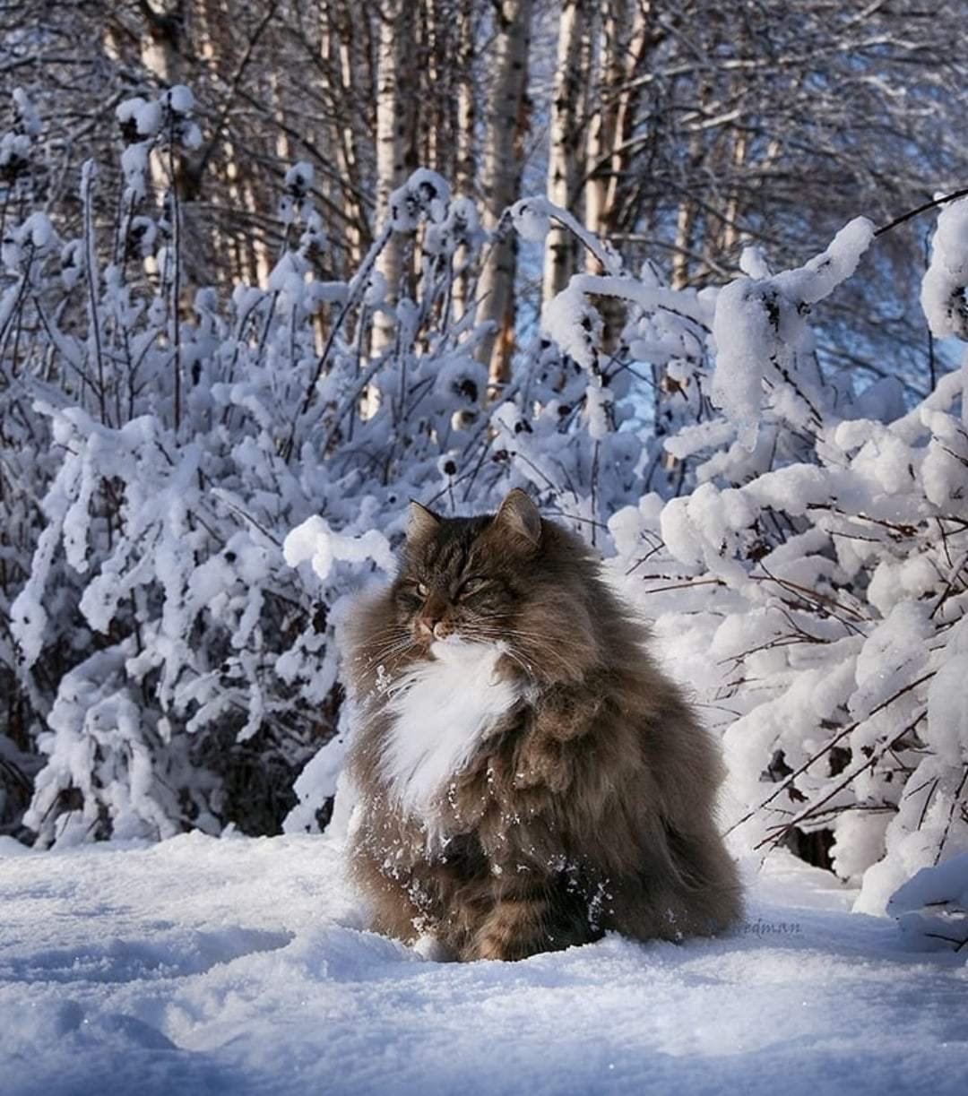 ФОТО: Сибирская кошка 5