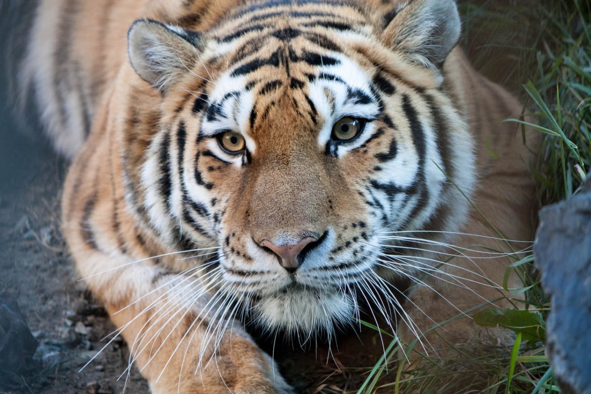 ФОТО: Мазандаранский тигр 2