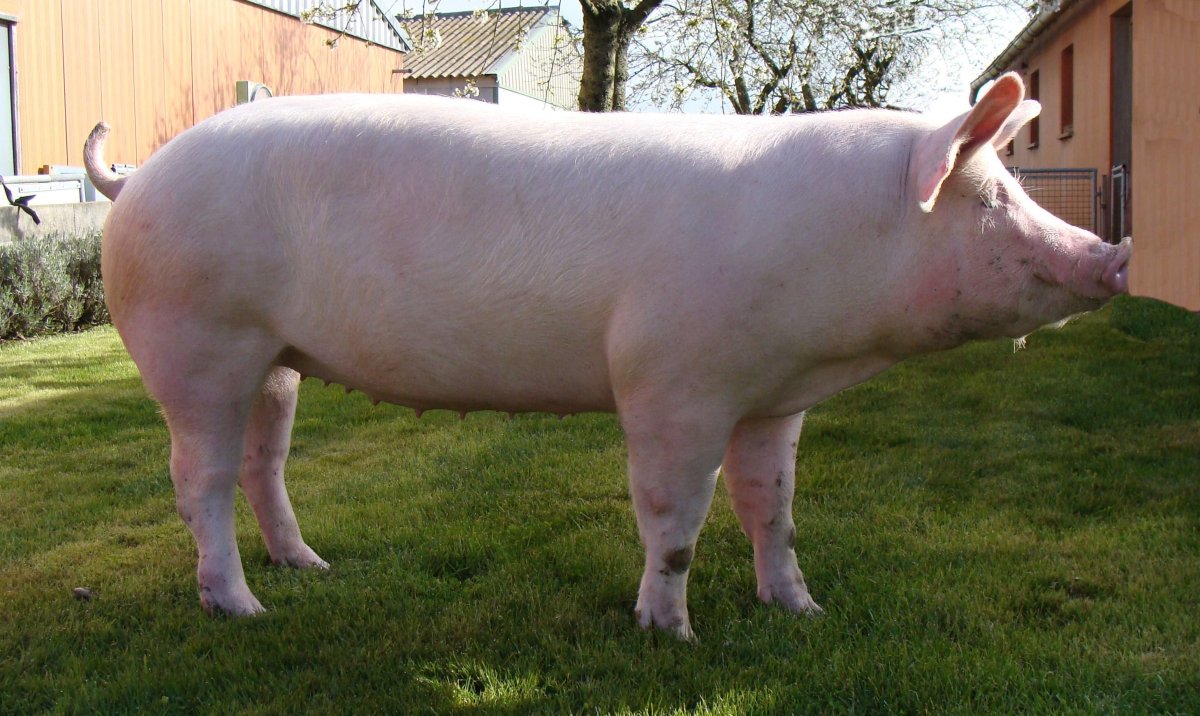 ФОТО: Крупная белая порода свиней 2