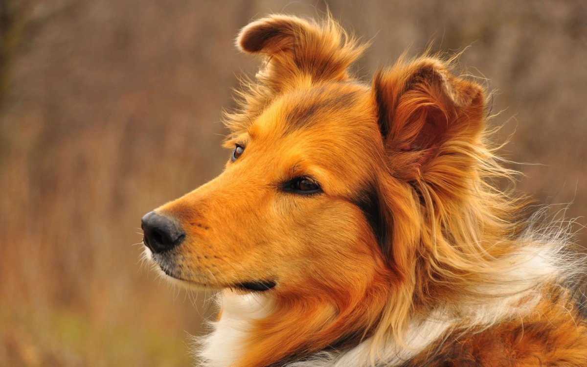 Собака с кисточками на ушах (ФОТО) 4