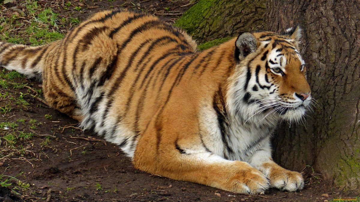 ФОТО: Закавказский тигр 8