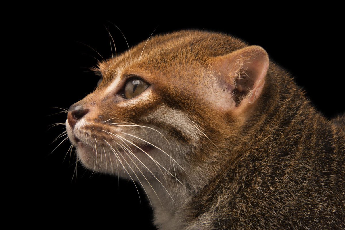 ФОТО: Суматранская кошка 10