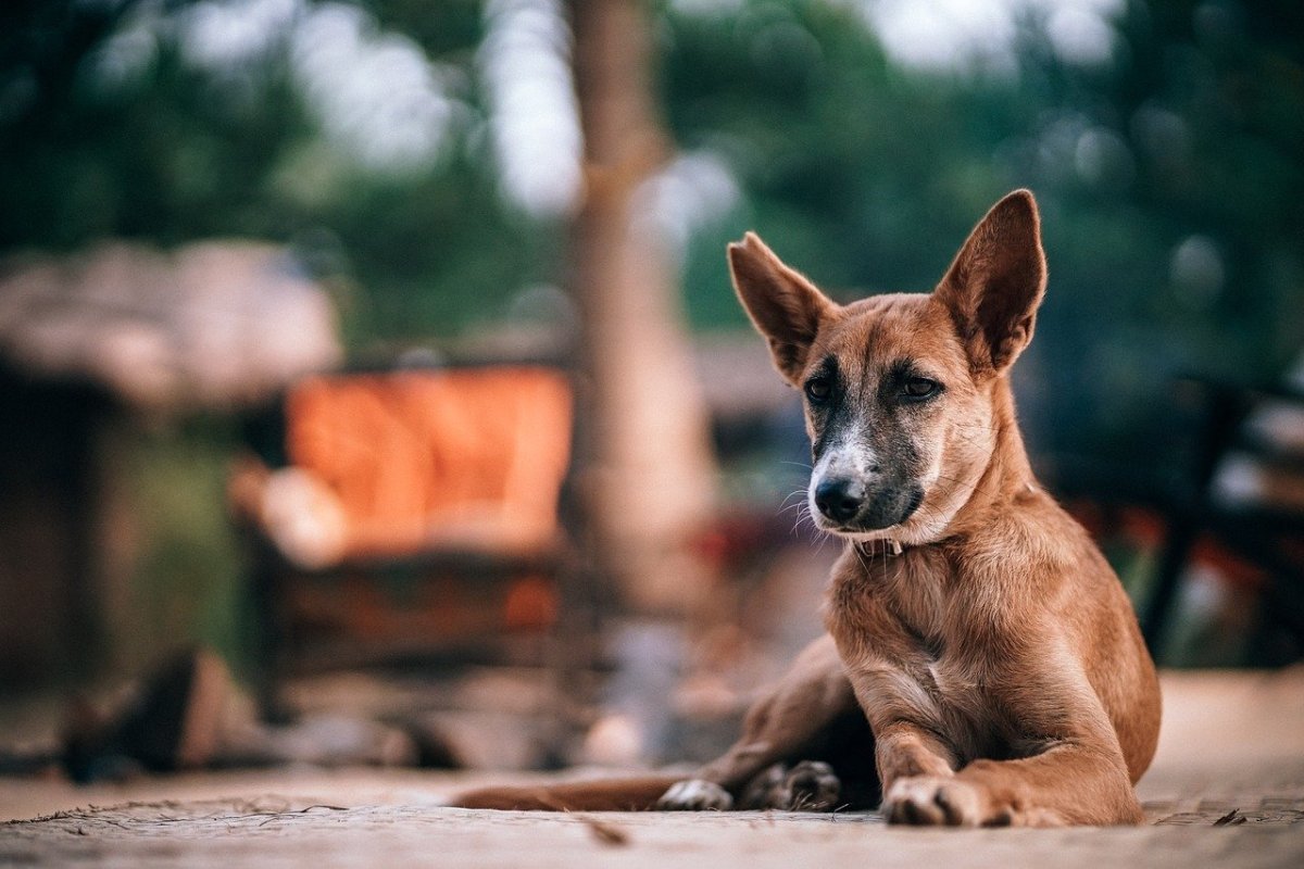 ФОТО: Собака славы мэрлоу 8