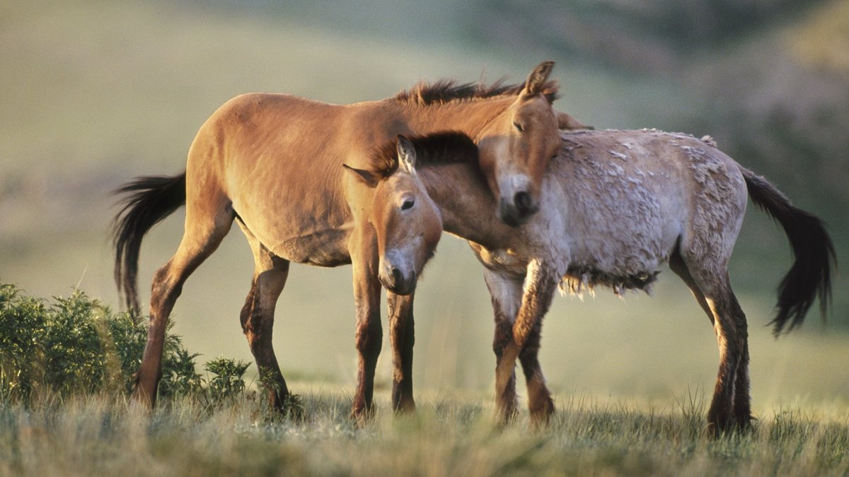 ФОТО: Лошадь Пржевальского 2