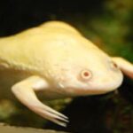 ФОТО: Гладкая шпорцевая лягушка 14 тату