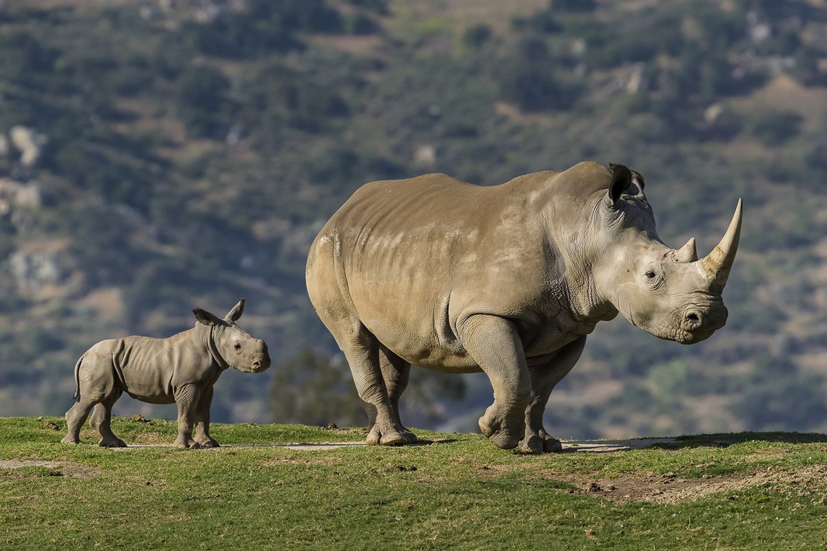 ФОТО: Носороги 7