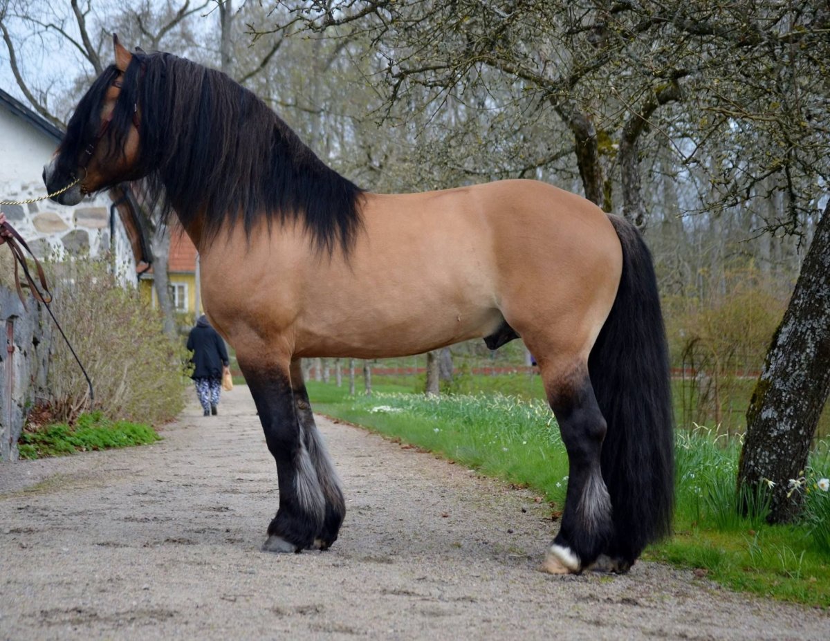 ФОТО: Голландская Ломовая лошадь 6