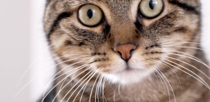 ФОТО: Бразильская короткошерстная кошка