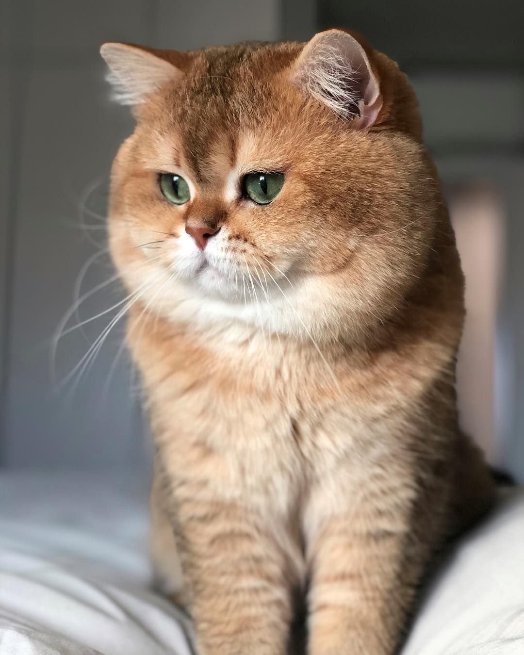 ФОТО: Рыжий британский кот 3