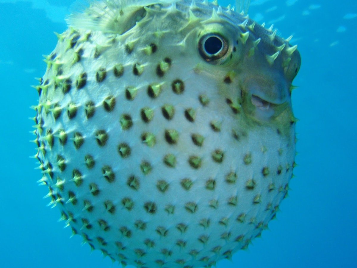 ФОТО: Рыба шар с колючками 3