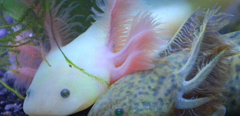 ФОТО: Рыбка аксолотль