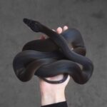ФОТО: Змея на руке 89 зима