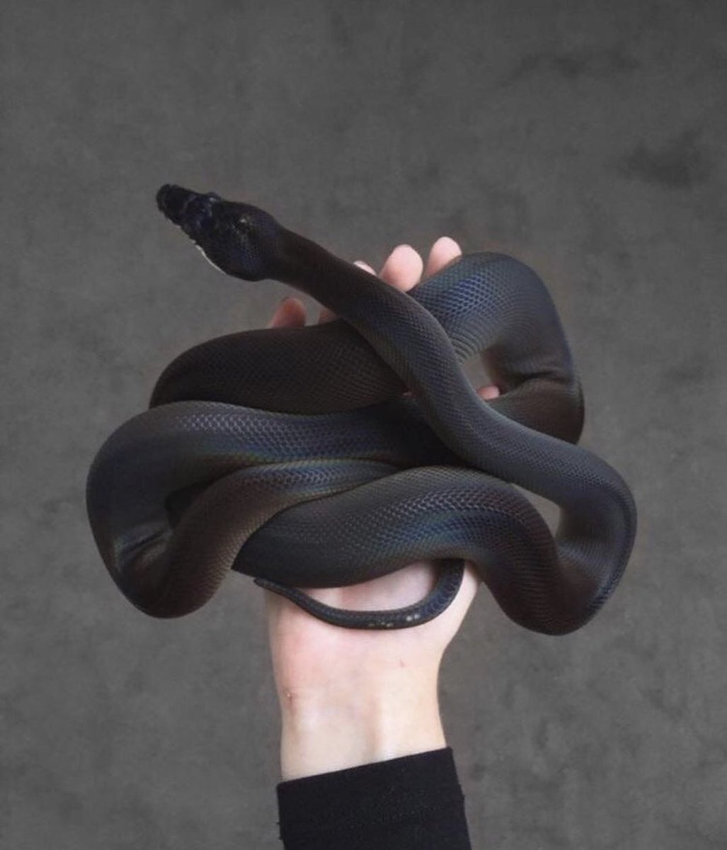 ФОТО: Змея на руке 1