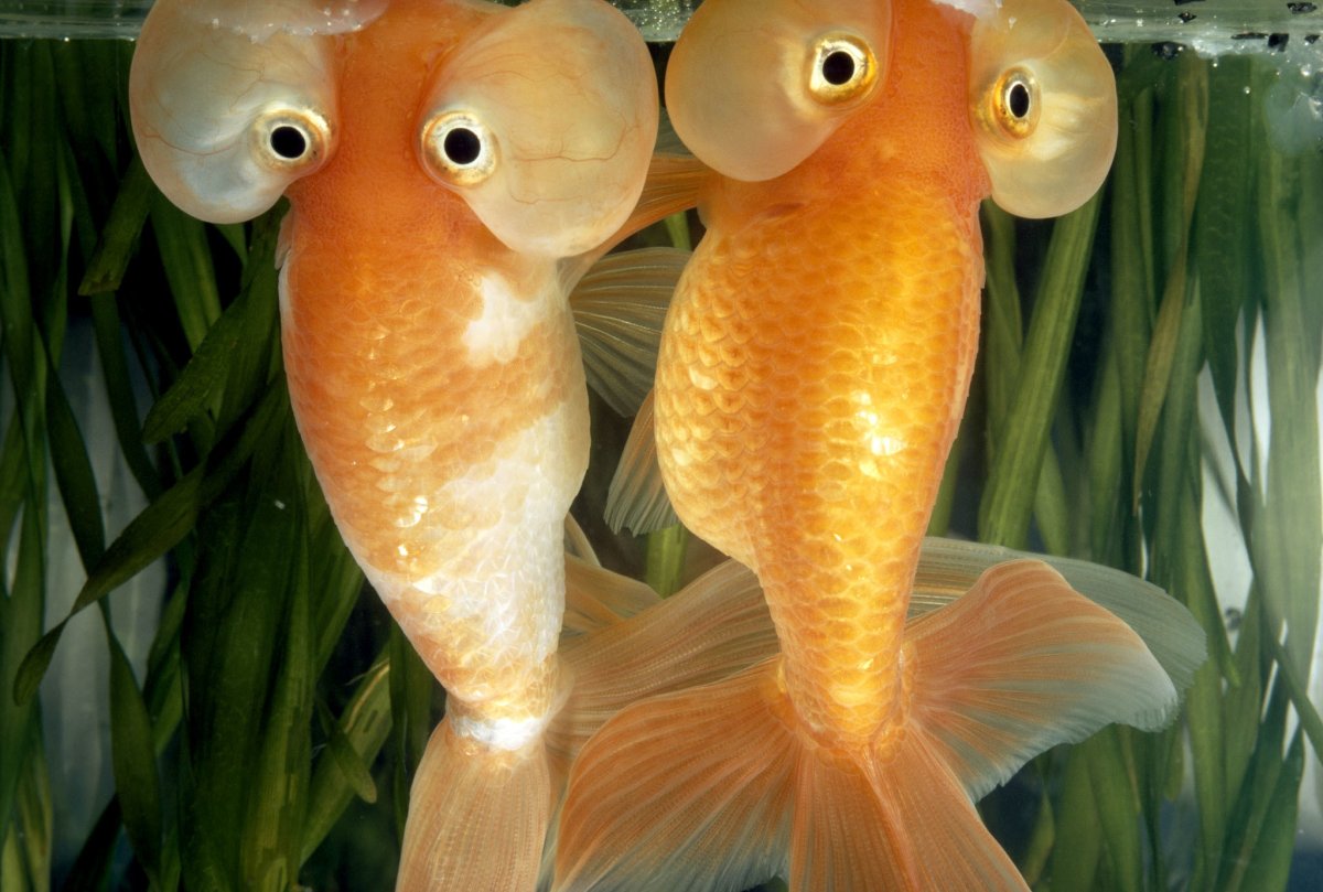 ФОТО: Смешные рыбы 9