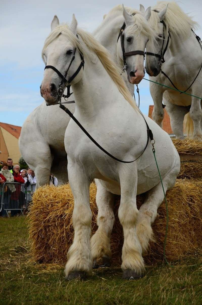 ФОТО: Богатырский конь 10