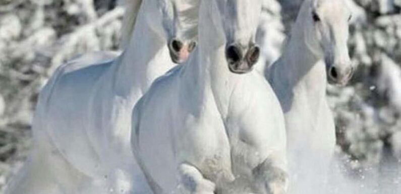 ФОТО: Три белых коня