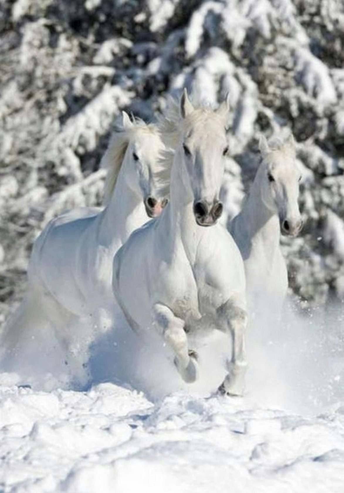 ФОТО: Три белых коня 1