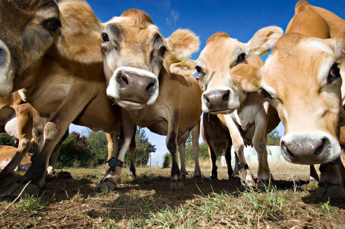 ФОТО: Порода коров джерси 3