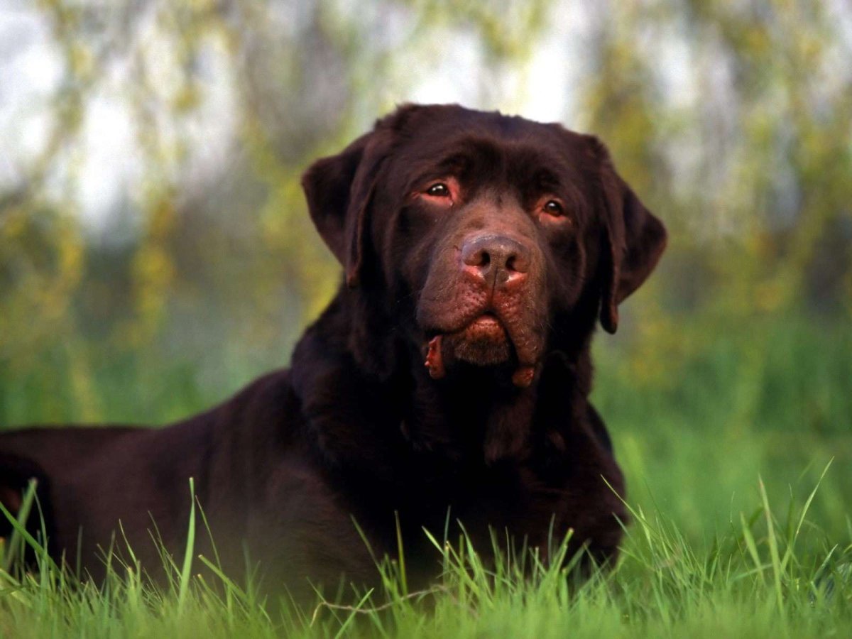 ФОТО: Большая черная собака 7
