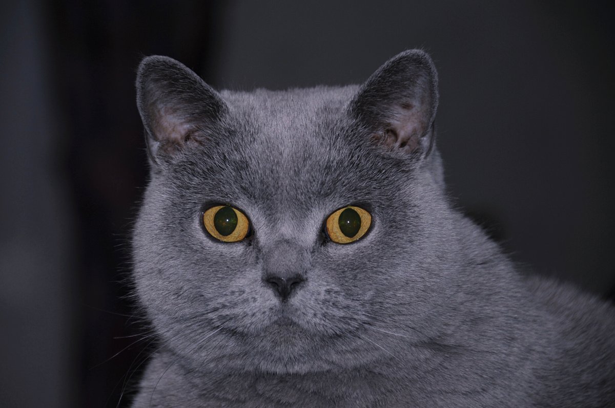 ФОТО: Британская короткошерстная кошка 5