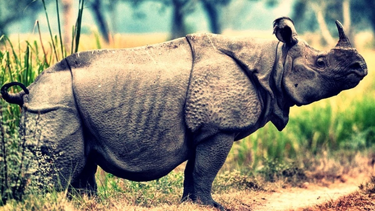 ФОТО: Яванский носорог 10