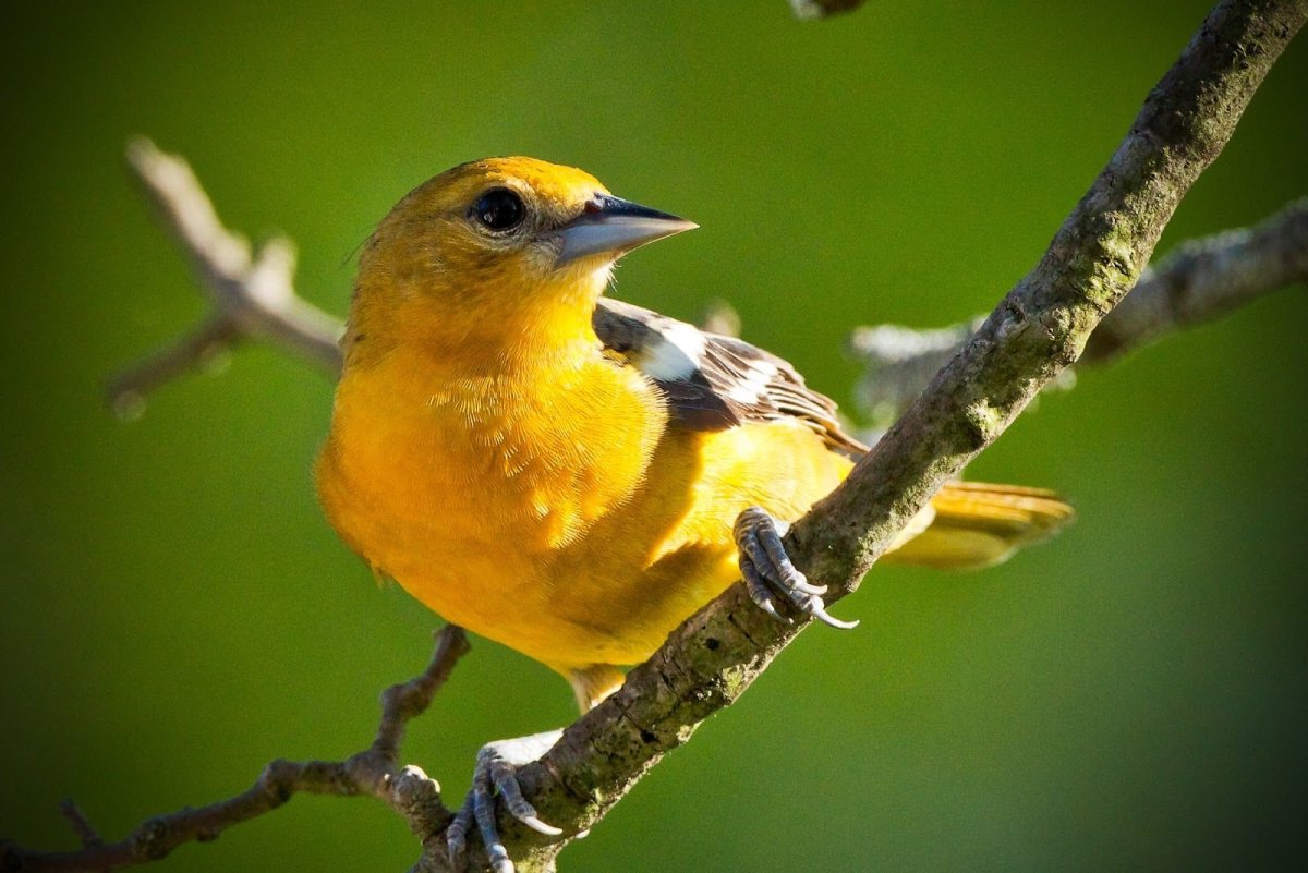 ФОТО: Желтая птичка 6