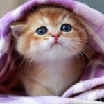 Милые коты - Фото котиков 15