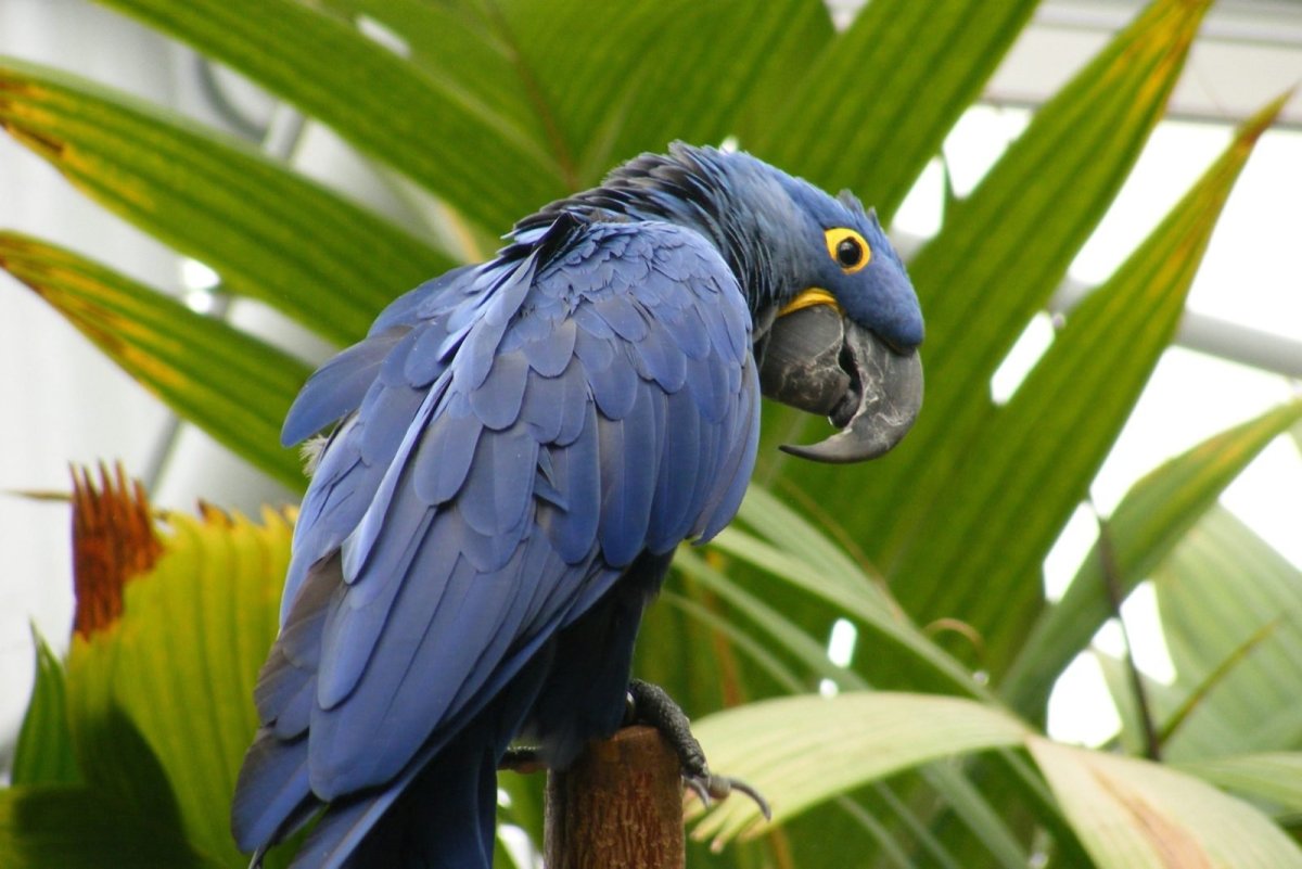 ФОТО: Самый большой попугай 5