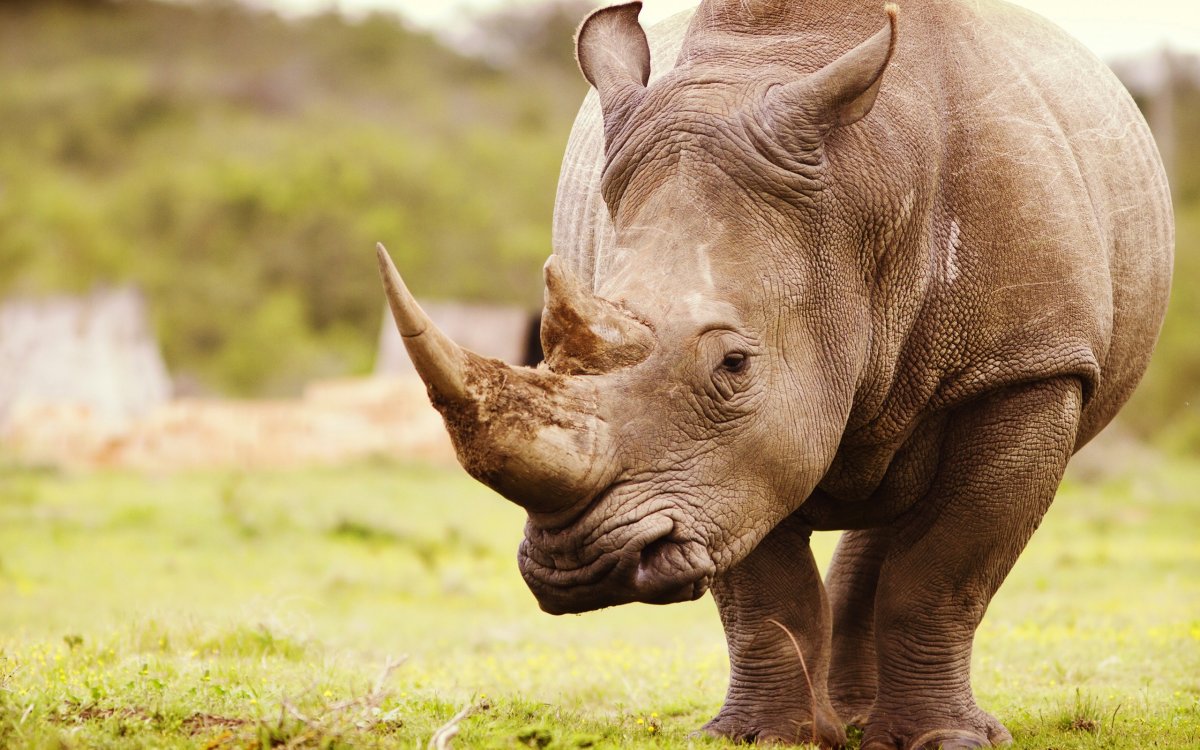 ФОТО: Яванский носорог 4