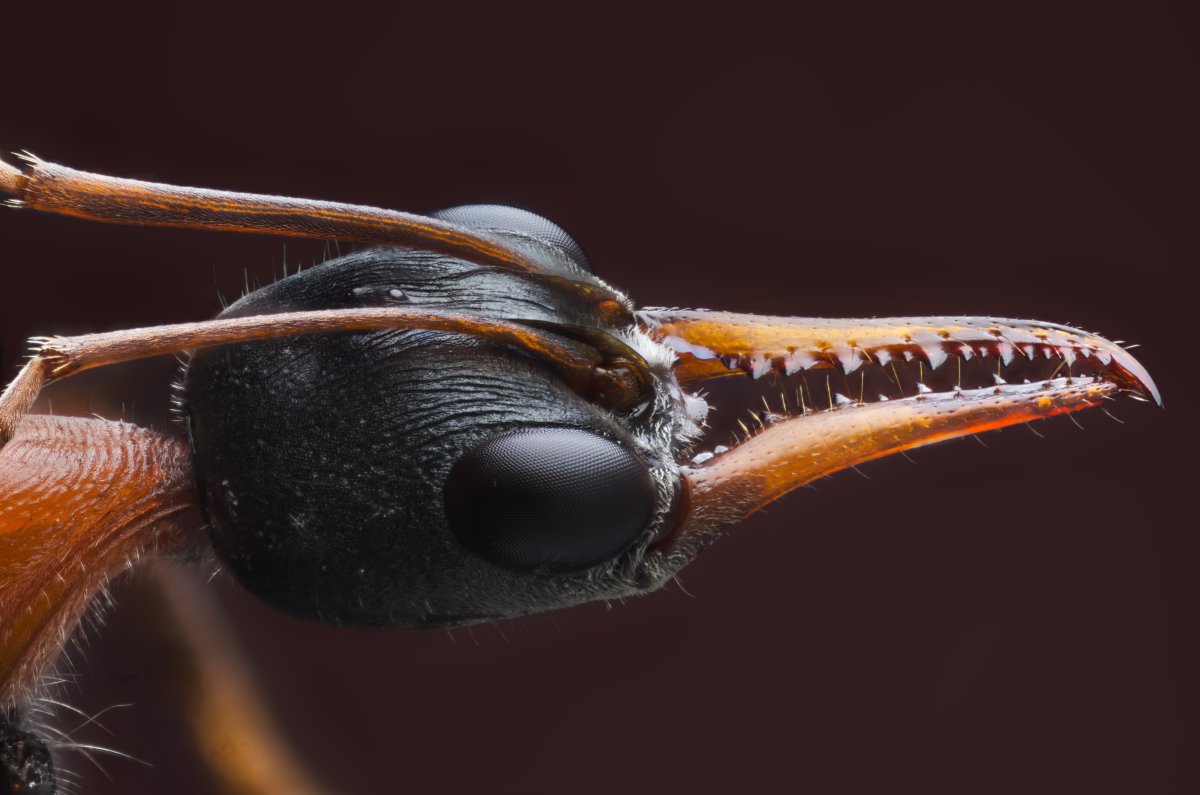 ФОТО: Самые опасные насекомые 4