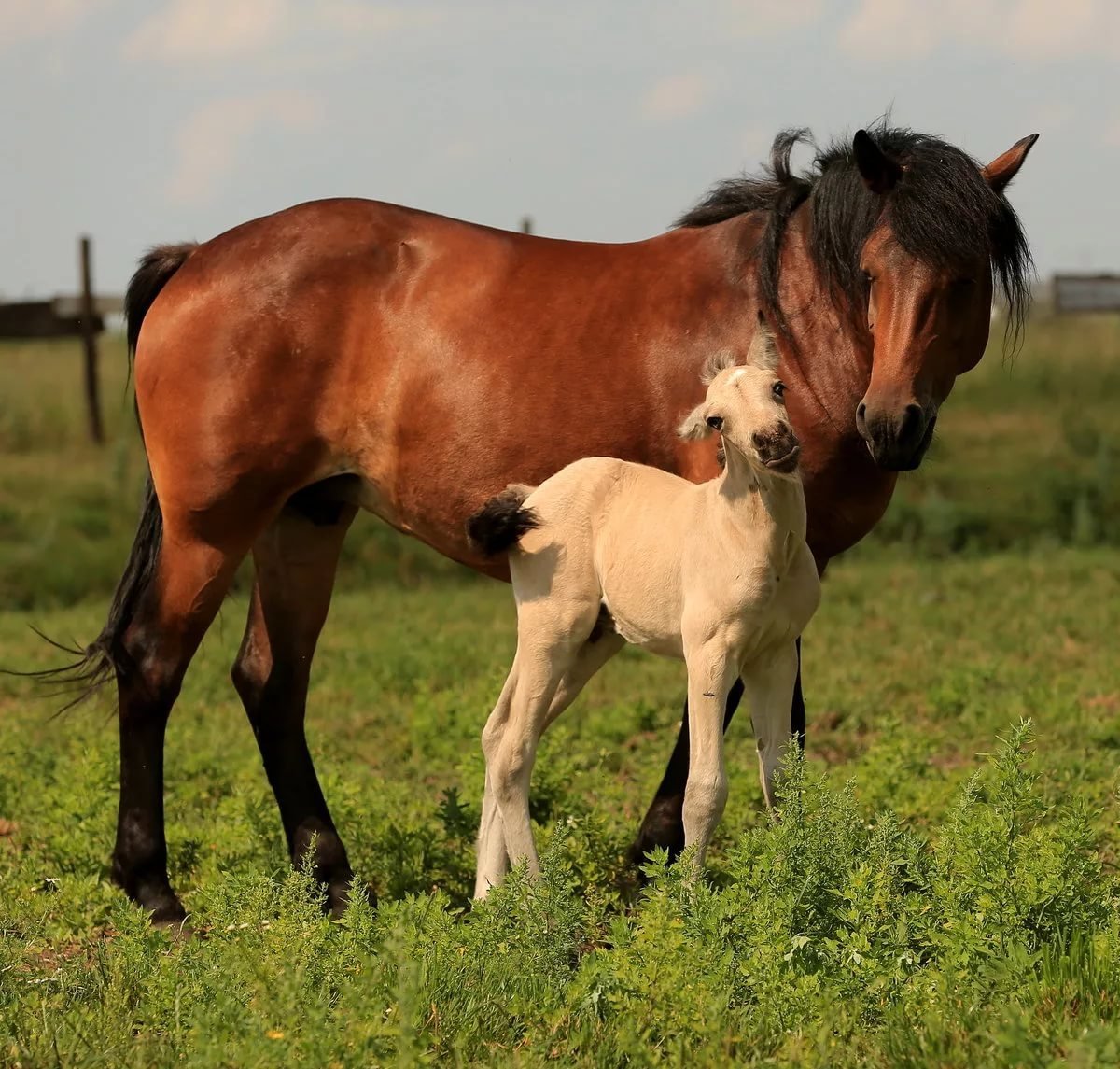 ФОТО: Башкирская порода лошадей 9