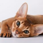 Абиссинский кот - фотки котика 27 фитоняшки в спортзале