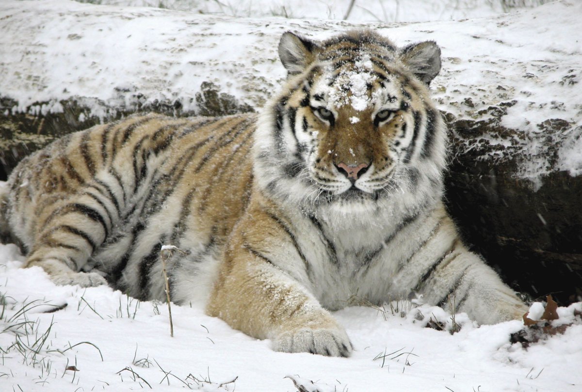 ФОТО: Закавказский тигр 6