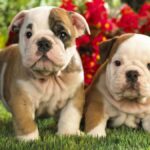 ФОТО: Английские породы собак 10 отношения