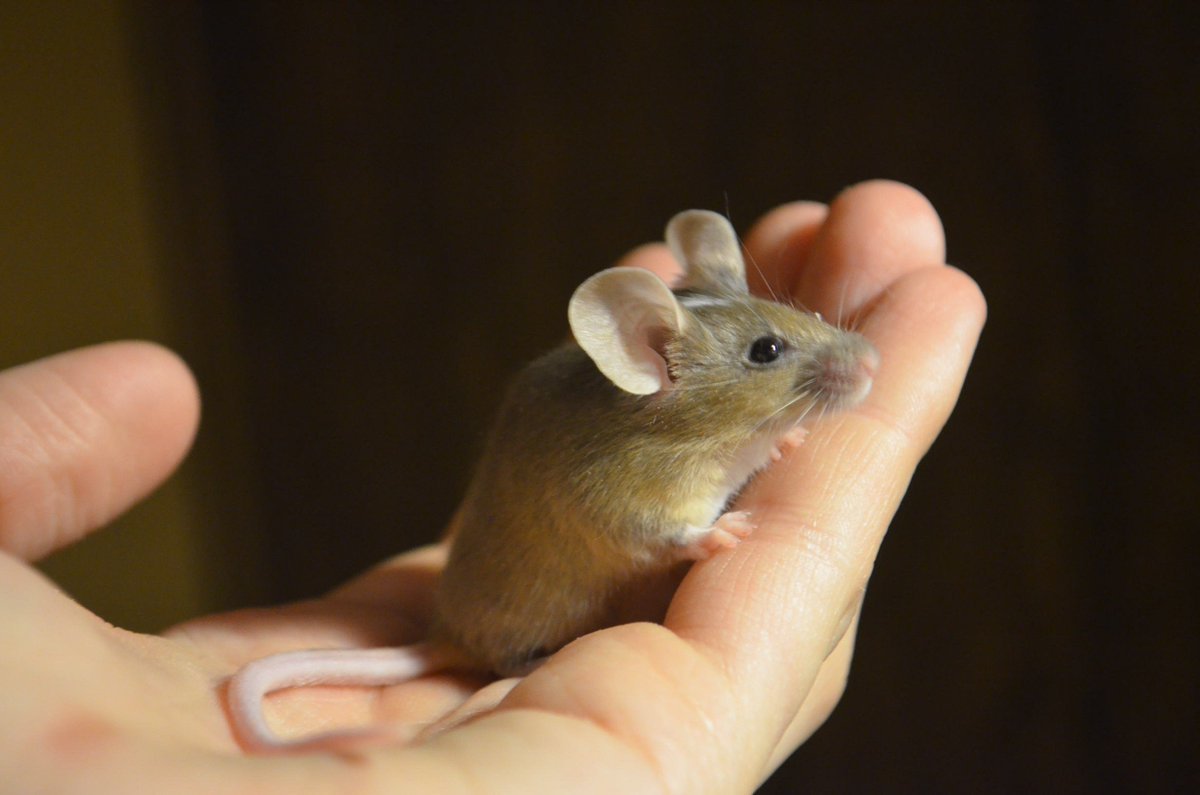 ФОТО: Сатиновая мышь 8