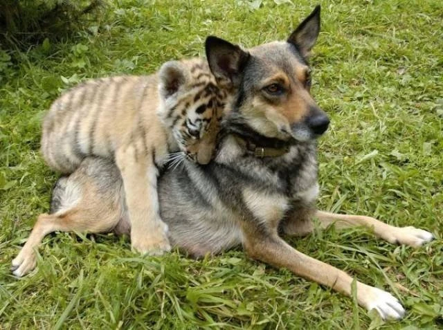 Дружба между животными: фото милых животных 9