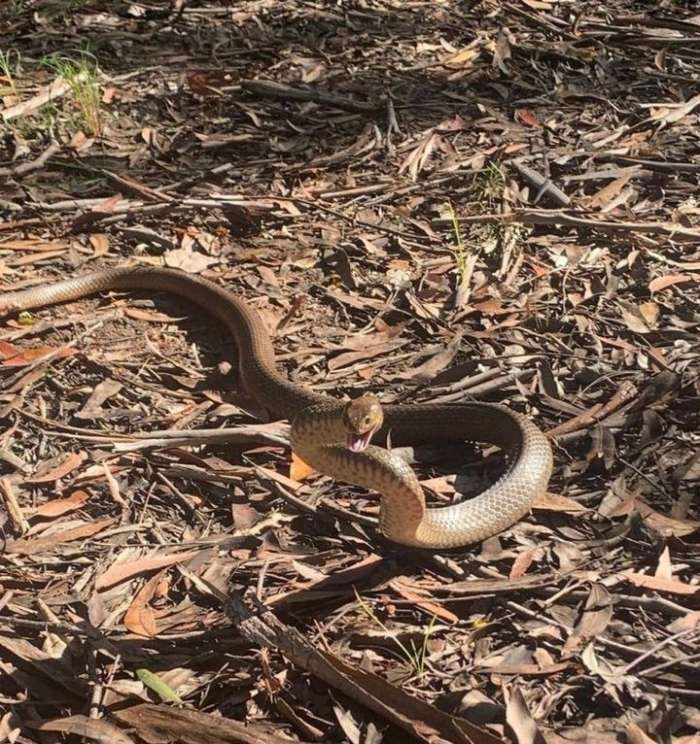Змееловы в Австралии - обычная профессия 23