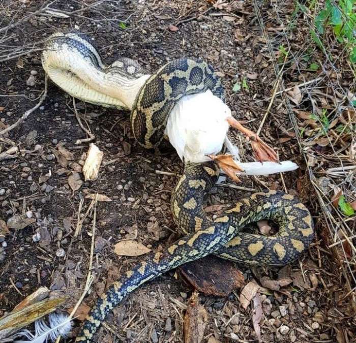 Змееловы в Австралии - обычная профессия 2