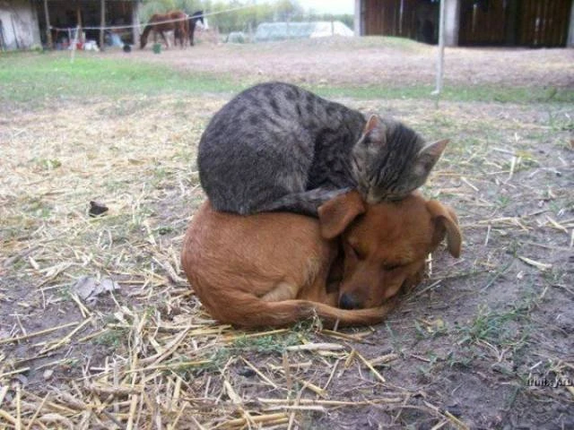 Дружба между животными: фото милых животных 18