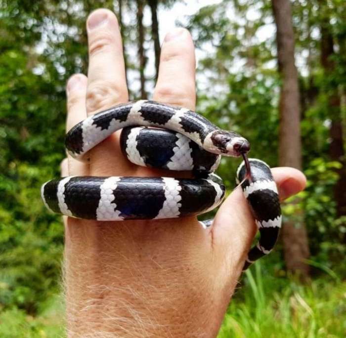 Змееловы в Австралии - обычная профессия 9